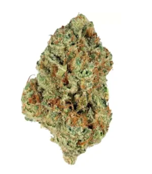 bio jesus hybrid weed