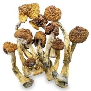 Champignons Magiques – B+