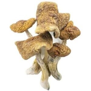 Champignons Magiques – Makilla Gorilla