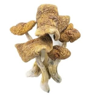champignons magiques – makilla gorilla