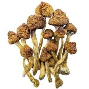 Champignons Magiques – Brésiliens