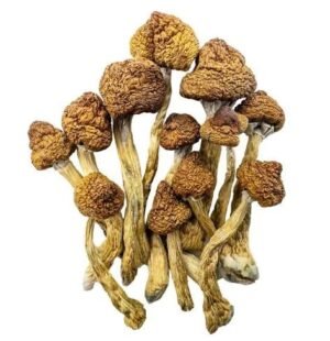 champignons magiques – brésiliens