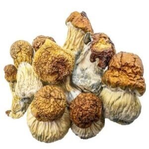 Champignons Magiques – Code Bleu