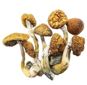 Champignons Magiques – Oeufs de Didon